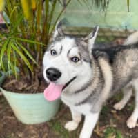 Photo of Echo