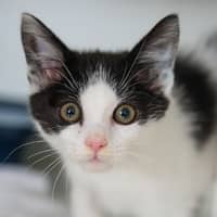 Photo of Peaches
