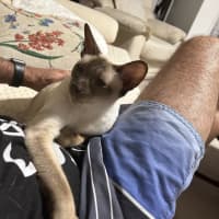 Photo of Kitty