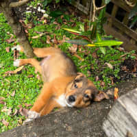 Photo of Ignis