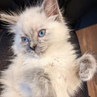 Photo of Tumble
