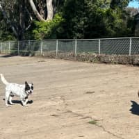 Photo of Bandit