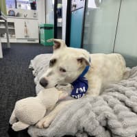 Photo of Cookie