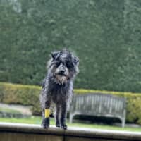 Photo of Jack (Aka Jack Sparrow)