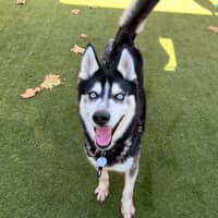 Photo of Axel