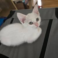 Photo of Lemon