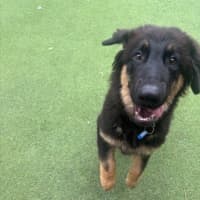 Photo of Max