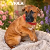Photo of Viola