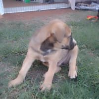 Photo of Joe Goldberg