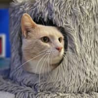 Photo of Barley