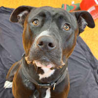 Photo of Remy