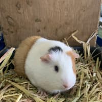 Photo of Skye
