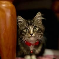 Photo of Koda Sim