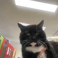 Photo of Captain Jack Sparrow 