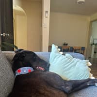 Photo of Joey, Greyhound