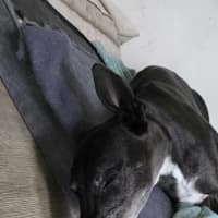 Photo of Prince, The Greyhound