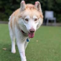 Photo of Suko