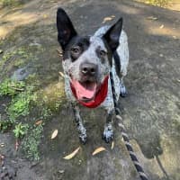 Photo of Buddy