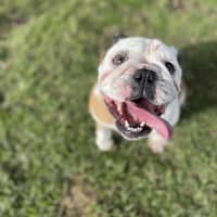Photo of Dixie