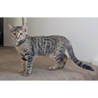 Photo of 11724   Tinsel