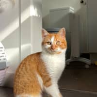 Photo of Marigold