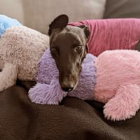 Photo of Cassie, The Greyhound