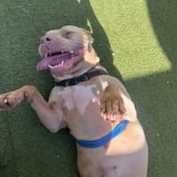 Photo of Goose