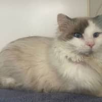 Photo of Romeo