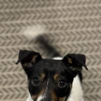 Photo of Little Bean 