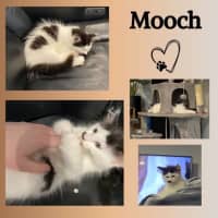 Photo of Mooch