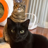 Photo of Midnight & John Doe