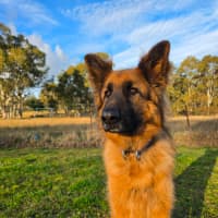 Photo of Otto