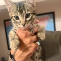 Photo of Pegi (Aka Tent Peg)