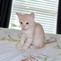 Photo of Pickle