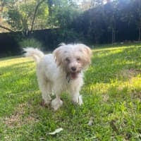 Photo of Arthur   6 Month Old Yorkshire Terrier X Poodle