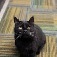 Photo of Henry
