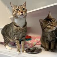 Photo of Nala & Snipps