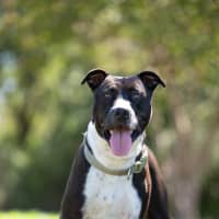 Photo of Tyson