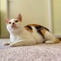 Photo of Cali   In Foster Care In Croydon