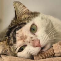 Photo of Toby
