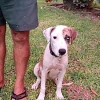 Photo of Shandy