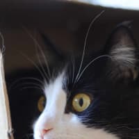 Photo of Chase Brushtail