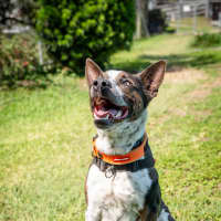 Photo of Banjo