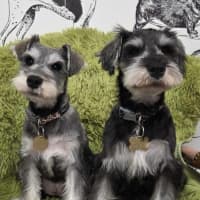 Photo of Hizzee