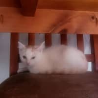 Photo of Gunner 🧡 * 9 Lives Project Rescue*