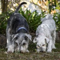 Photo of Stella & Flash   Bonded Pair Female & Male