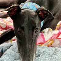 Photo of Jay, The Greyhound