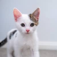 Photo of Apollo