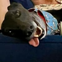 Photo of Meli, The Greyhound