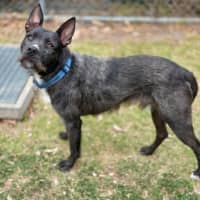 Photo of Woofie